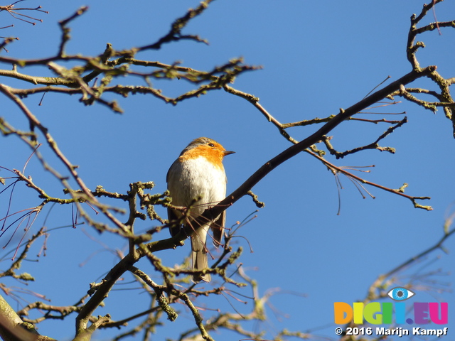 FZ025350 Robin (Erithacus rubecula) in tree